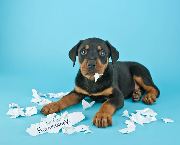 The Dog Ate My Homework!!! Funny Rottweiler puppy that looks like he is eating someone's homework on a blue background with copy space. homework stock pictures, royalty-free photos & images