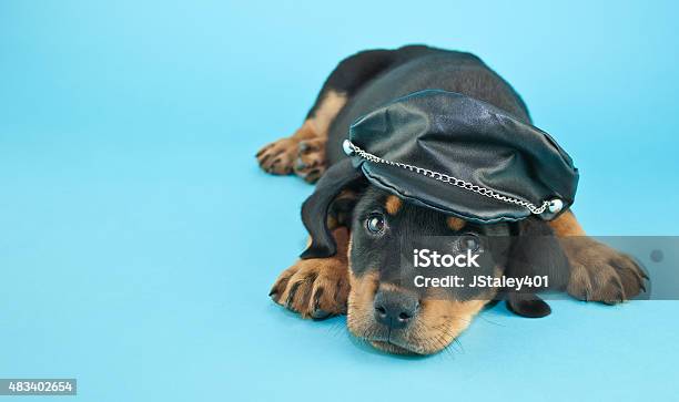 Biker Puppy Stock Photo - Download Image Now - 2015, Animal, Blue