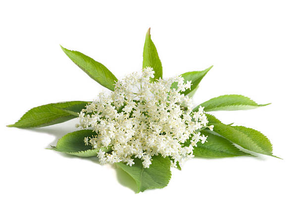 Elder flower isolated Elder flower isolated on white background sambucus nigra stock pictures, royalty-free photos & images