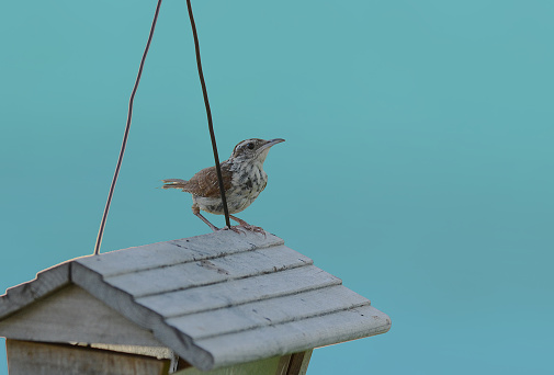 Bewick's Wren (Thryomanes bewickii) perched atop old wooden bird feeder with pale blue background.
