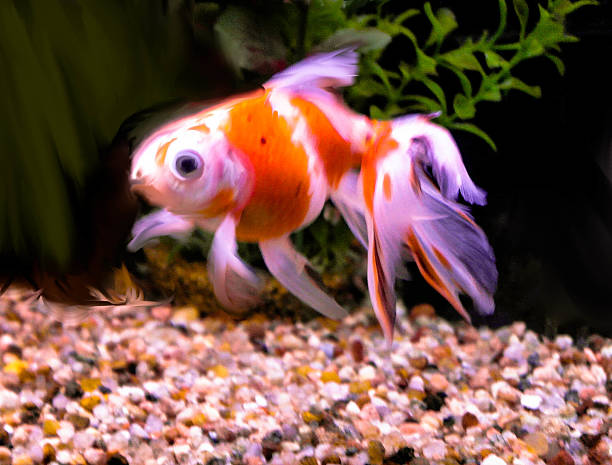 Goldfish Spotted stock photo