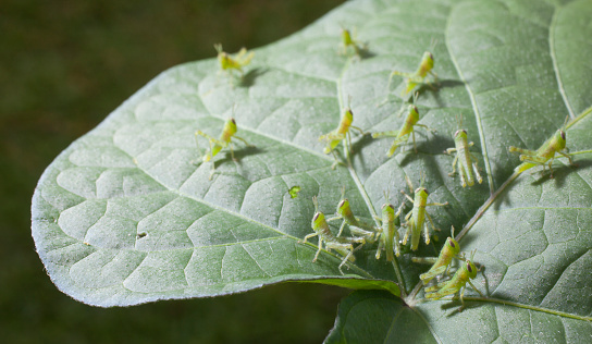 Very young grasshoppers spreading out on a morning glory leaf
