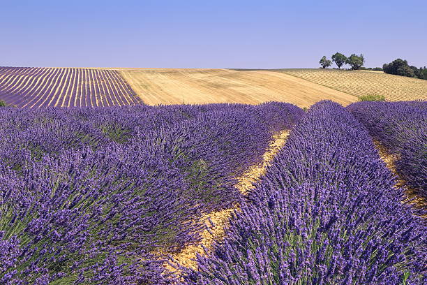 istock Plateau Valensole, Provence: lavender fields 483405460