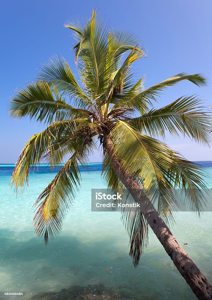 Maldives.  Palm tree bent above waters of ocean Maldives. 	 Palm tree bent above waters of ocean 2015 Stock Photo