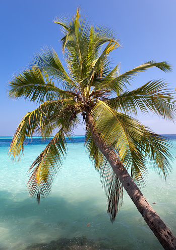 Maldives Palm Tree Bent Above Waters Of Ocean Stock Photo - Download ...