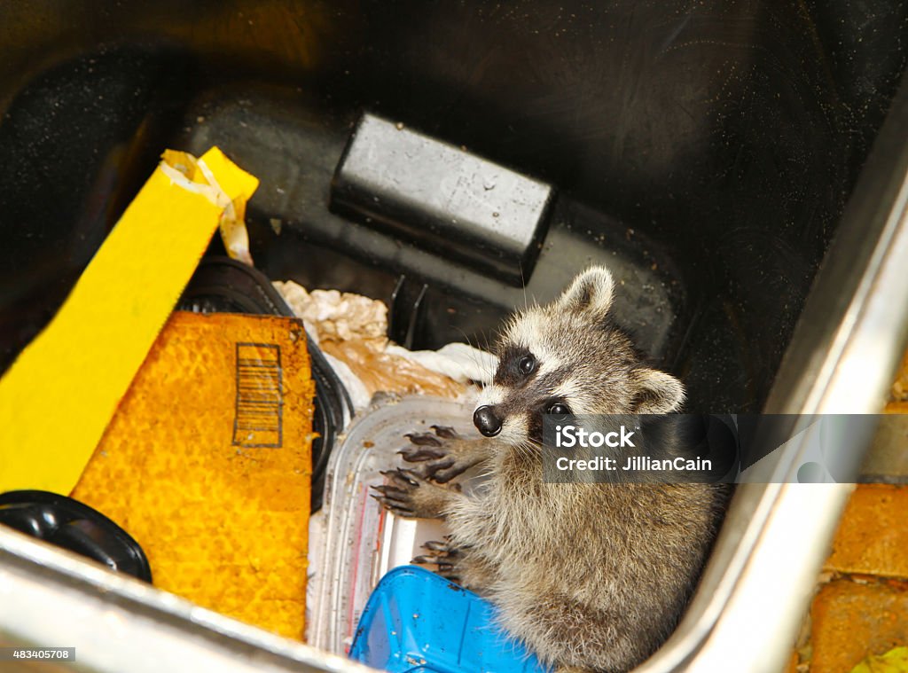 Young raccoon stuck in a garbage Looking down at a young raccoon stuck in a garbage container Raccoon Stock Photo