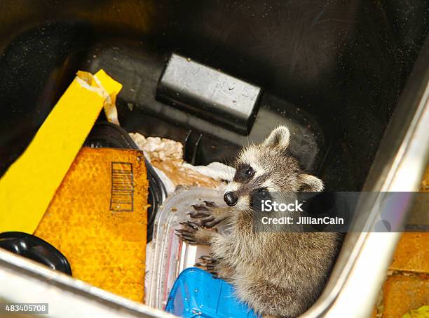 Young Raccoon Stuck In A Garbage Stock Photo - Download Image Now - Raccoon, Industrial Garbage Bin, Garbage Can