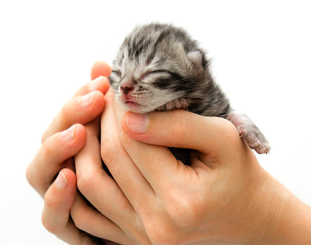 istock American short hair cat kitten 483410298