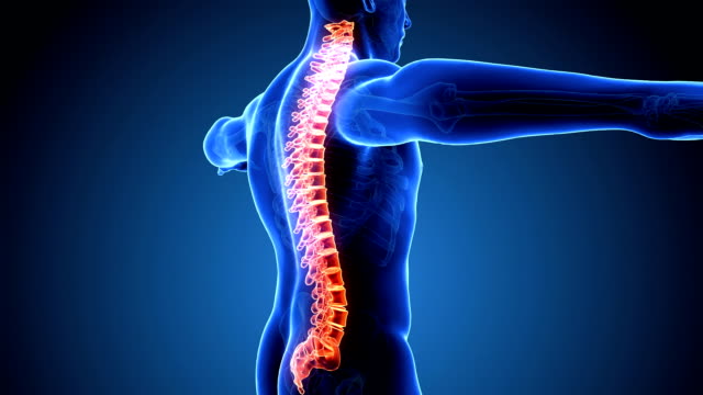 18,527 Spinal Cord Stock Videos and Royalty-Free Footage - iStock | Spinal  anatomy, Nerves and spinal column, Spinal xray