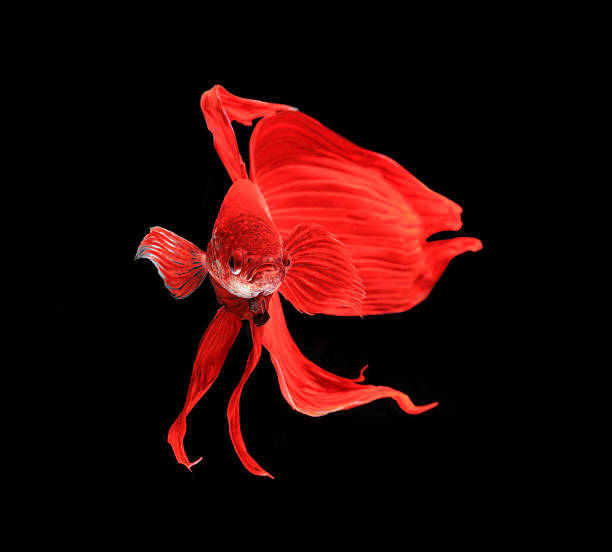 istock Red siamese fighting fish, betta fish isolated on black backgrou 483410974