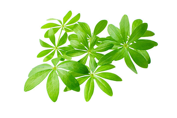 Fresh Sweet woodruff leaves in front of white background