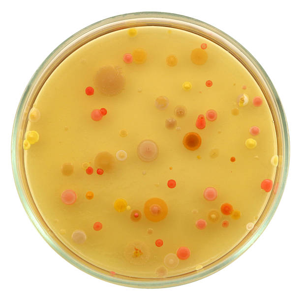 diferentes bacterianas colonias por placa de petri, aislado sobre fondo blanco - bacterium petri dish microbiology cell fotografías e imágenes de stock