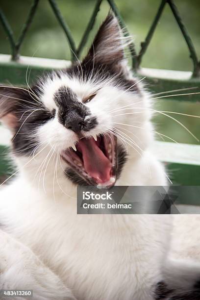 Norwegian Forest Cat Black And White Stock Photo - Download Image Now - 2015, Animal, Animal Tricks