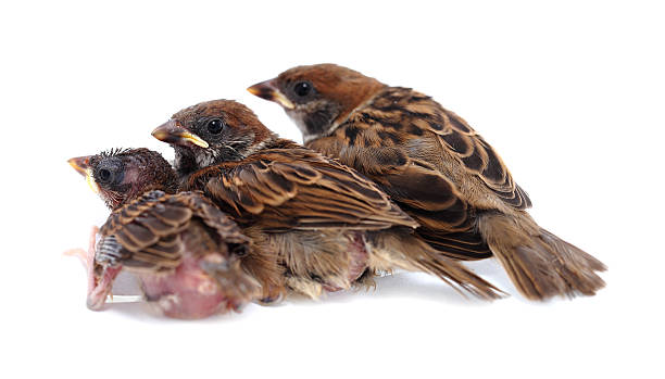istock Macro three baby brood sparrow white background. 483416986