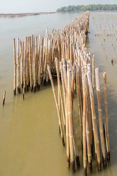 istock Mangrove conservation. And water erosion 483417706