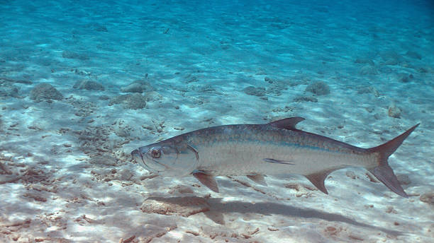 istock Tarpon in Bonaire 483417918