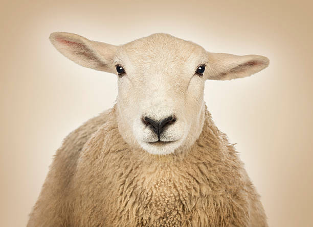 istock Close-up of a Sheep's head, cream background 483419149