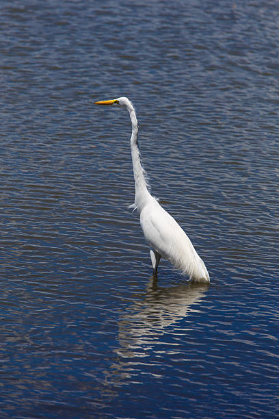istock photography of a white heron in beach 483419403