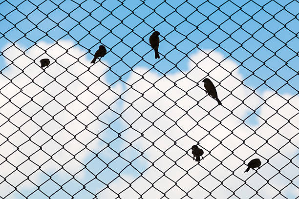 istock Sparrow silhouette on fence mesh 483419429