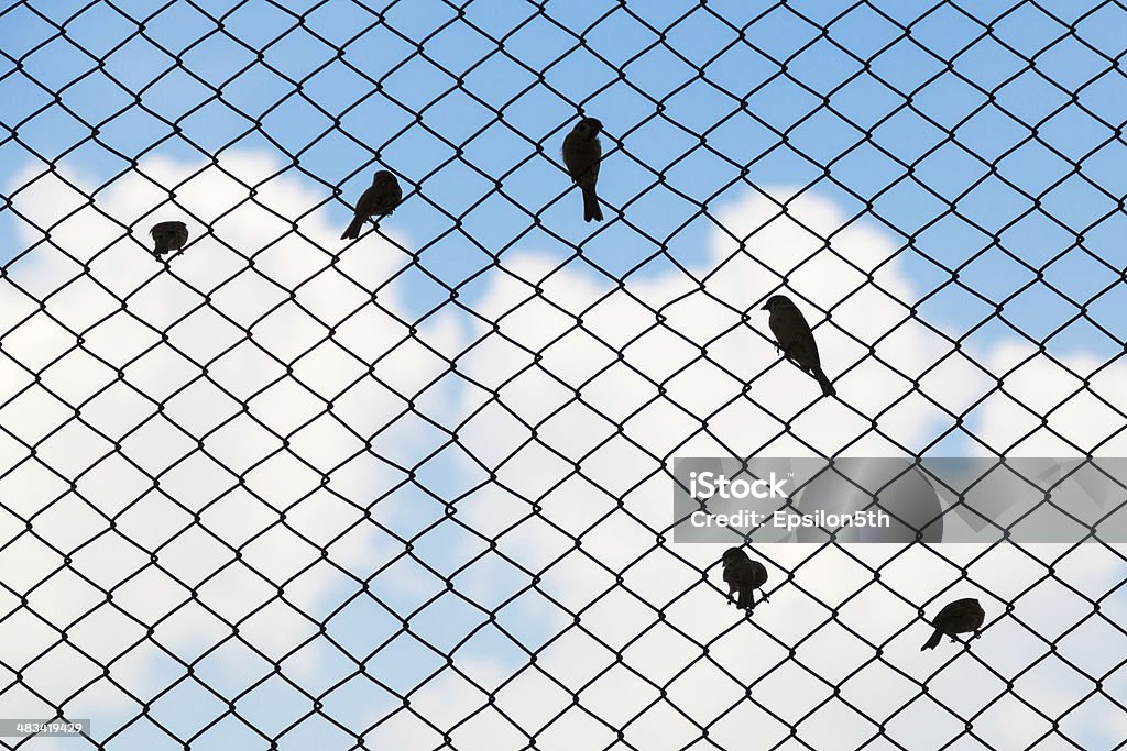 Sparrow silhouette on fence mesh Abstract Stock Photo