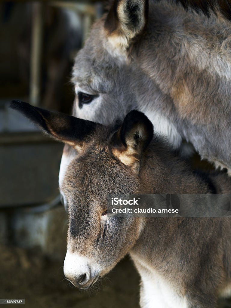 o figlio muto'a mamma'o'ntende - Lizenzfrei Domestizierte Tiere Stock-Foto