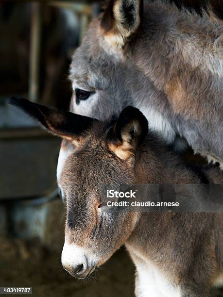 O Figlio Mutoa Mammaontende Stockfoto und mehr Bilder von Domestizierte Tiere - Domestizierte Tiere, Esel, Fotografie