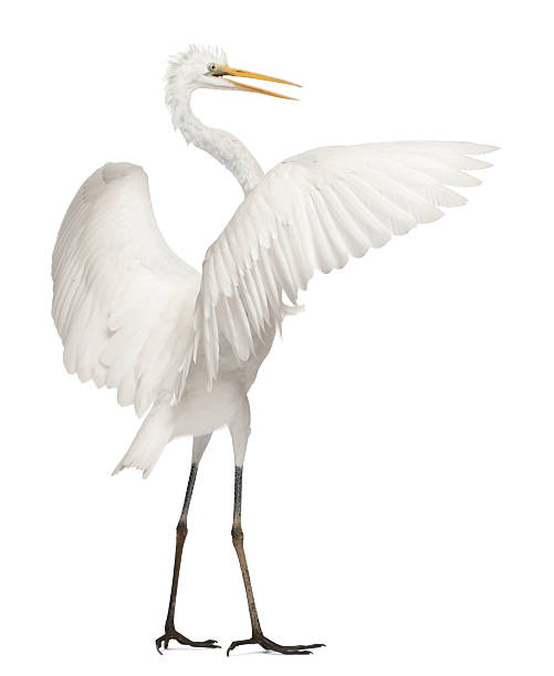 istock Great Egret, Ardea alba, standing in front of white background 483419837