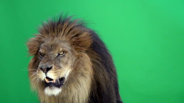Lion roaring in front a of green key