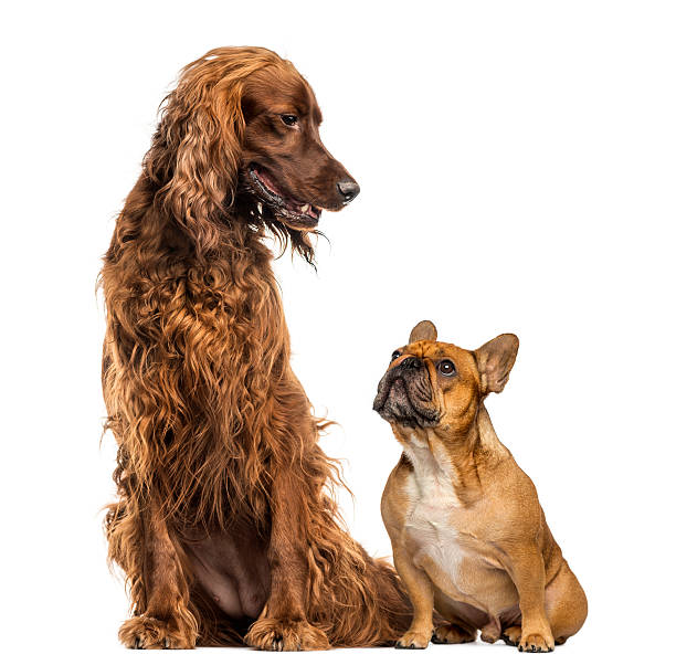 istock French Bulldog sitting and looking up at an Irish setter 483420063