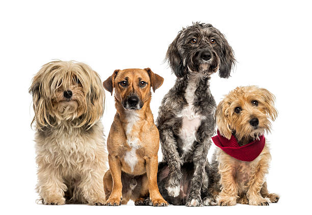 grupo de raza cruzada de estar y vista - group of dogs fotografías e imágenes de stock