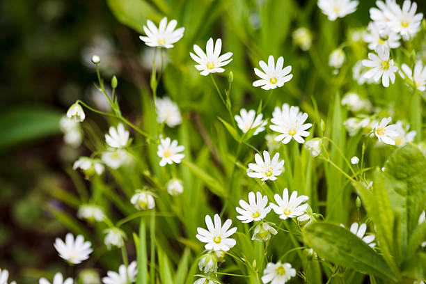 fleurs blanches camomiles dans le parc sapokka à kotka en finlande - spring close up daisy yellow photos et images de collection