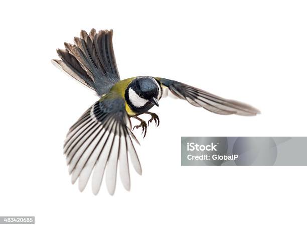 Great Tit Flying Parus Major Stock Photo - Download Image Now - Great Tit, White Background, Bird