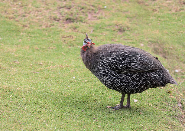 istock Spotted Guinea-fowl 483420788