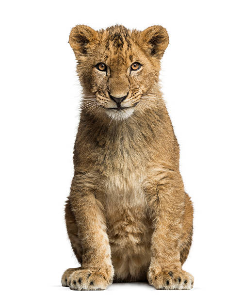 istock Lion cub sitting and looking at the camera 483421313