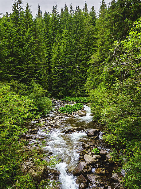 istock Nice scene with mountain river Prut in green Carpathian forest 483422368