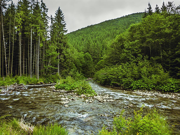 istock Nice scene with mountain river Prut in green Carpathian forest 483422374
