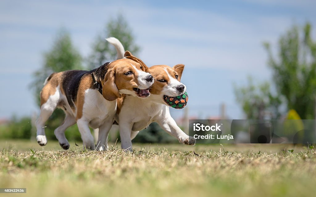 Two dogs playing with one toy 2015 Stock Photo