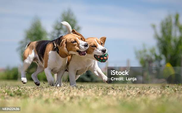 Two Dogs Playing With One Toy Stock Photo - Download Image Now - 2015, Animal, Animal Family