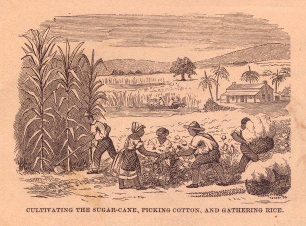 Old, Black and White Illustration of Slavery, From 1800's Old black and white illustration of a slave cultivating sugar cane, picking cotton, and gathering rice, from the 1800's. slave plantation stock illustrations