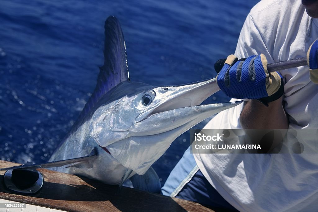 Billfish white Marlin catch and release on boat Billfish white Marlin catch and release on boat board fisheman hands Fishing Stock Photo