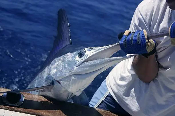 Billfish white Marlin catch and release on boat board fisheman hands