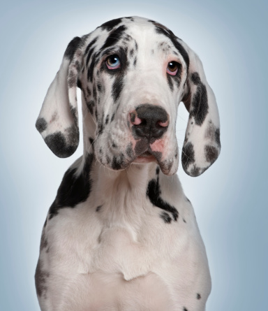 Great Dane puppy, 6 months old, in front of blue background