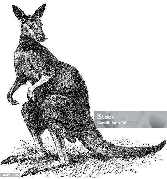 Känguru Stock Vektor Art und mehr Bilder von Känguru - Känguru, Gravur, Altertümlich