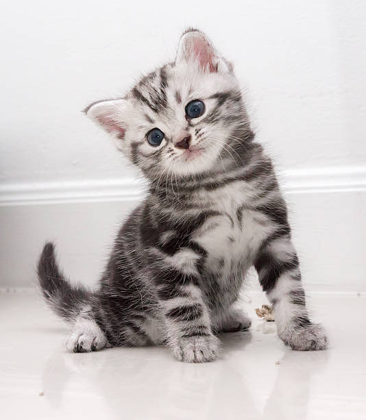istock Cute American shorthair kitten 483422974