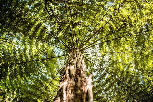 Beautiful Kauri tree shot from underneath