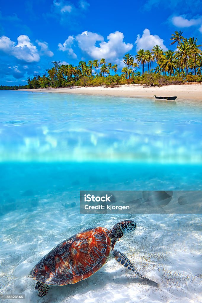 Above and Below Green sea turtle and tropical beach above and below water Zanzibar Stock Photo