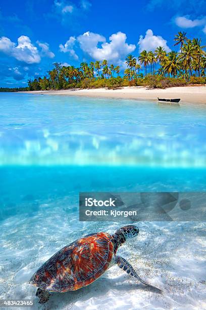 Above And Below Stock Photo - Download Image Now - Zanzibar, Turtle, Beach