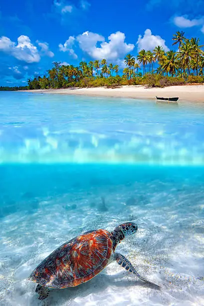 Green sea turtle and tropical beach above and below water