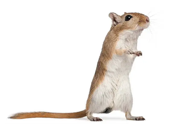 Gerbil, 2 months old, in front of white background