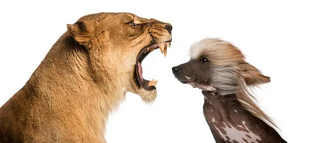 Photo of Close-up of  Lioness roaring at a Chinese Crested Dog's face